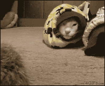 gggg.gif